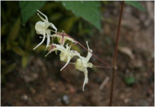 삼지구엽초(매자나무과)